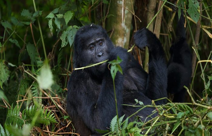gorilla trekking Uganda Rwanda Congo