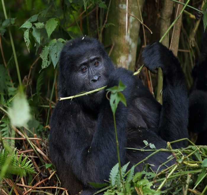 gorilla trekking Uganda Rwanda Congo