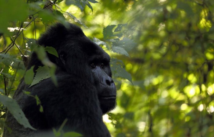 Gorilla Tour Uganda