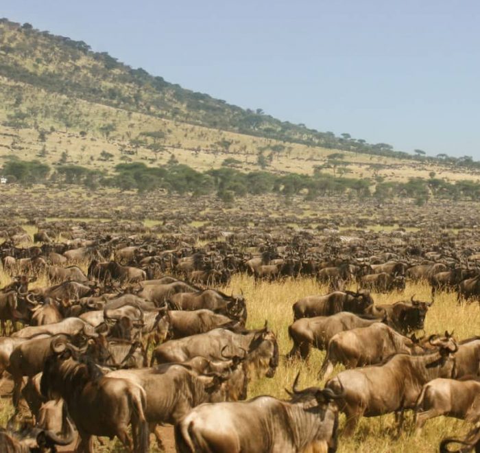 Kenya Tanzania Safaris