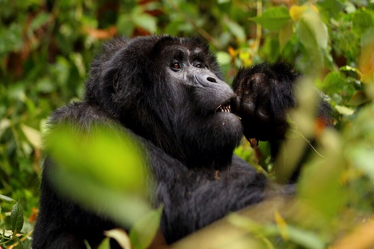 Gorilla Safari Tour Uganda