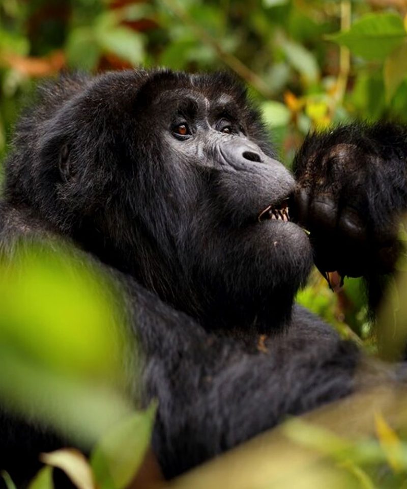 Gorilla Safari Tour Uganda