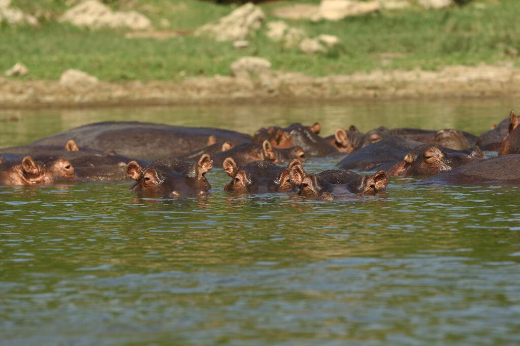 Hippos in Queen Elizabeth National Park