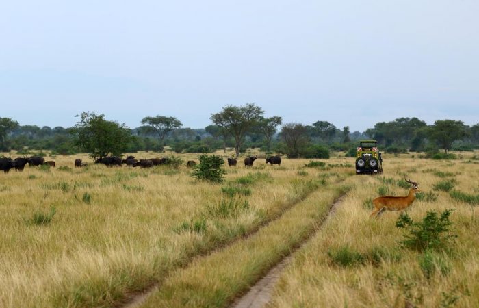 Unlimited Game drives