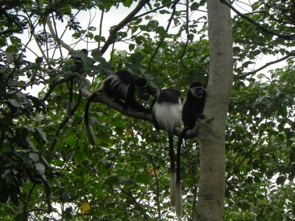 Primate watching Tours