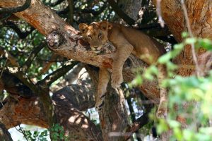 Tree Climbing Lions Ishasha