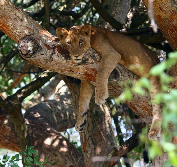 Tree Climbing Lions Ishasha