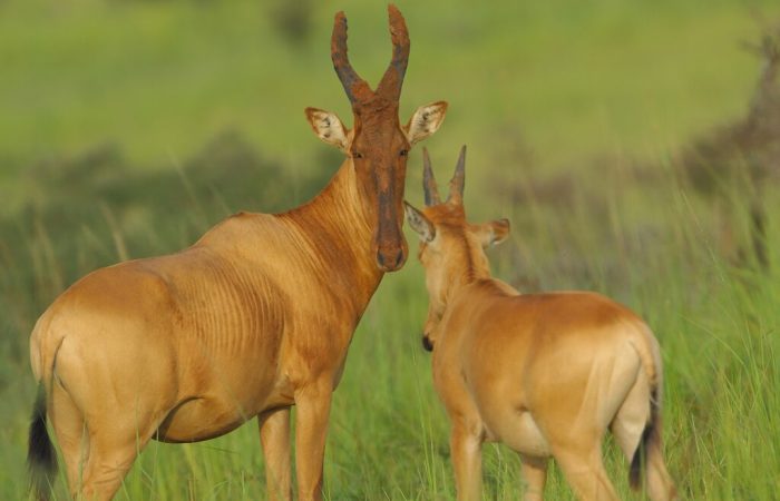 Kenya Safaris and Tours