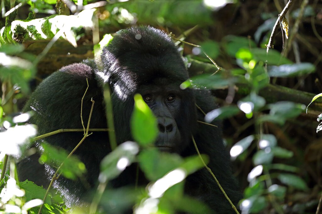 Gorilla Safari to Uganda