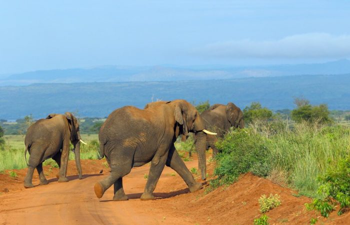 Safari Tours in Tanzania