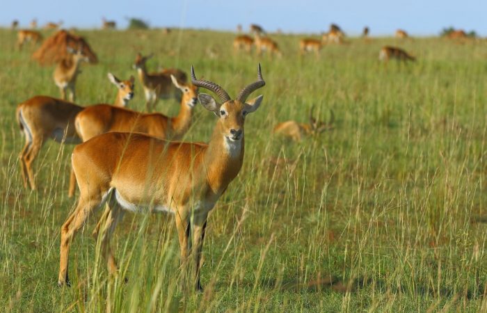 Wildlife Safari Holidays