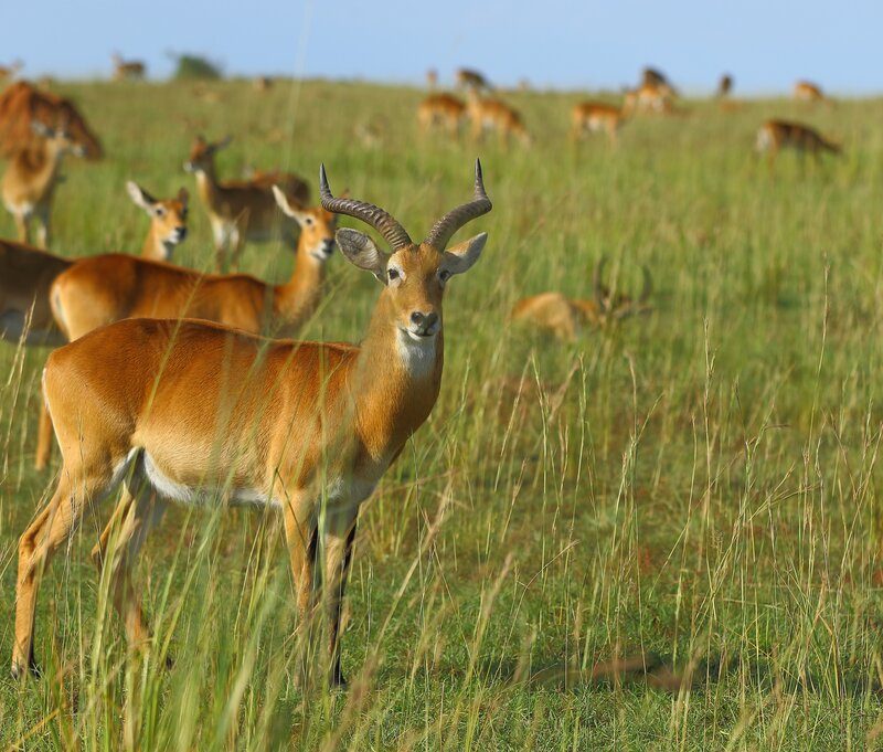 Wildlife Safari Holidays