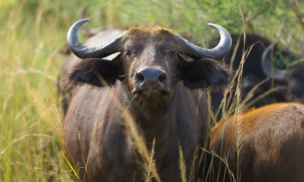 Buffalo Safaris and Tours