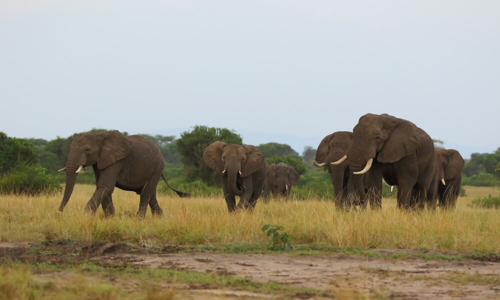 Safari Tour Uganda