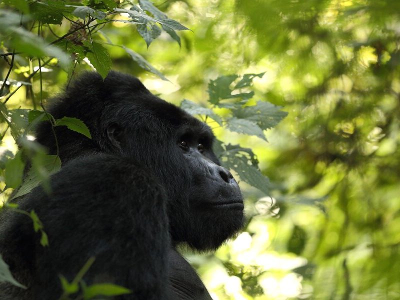 Uganda Gorillas Bwindi
