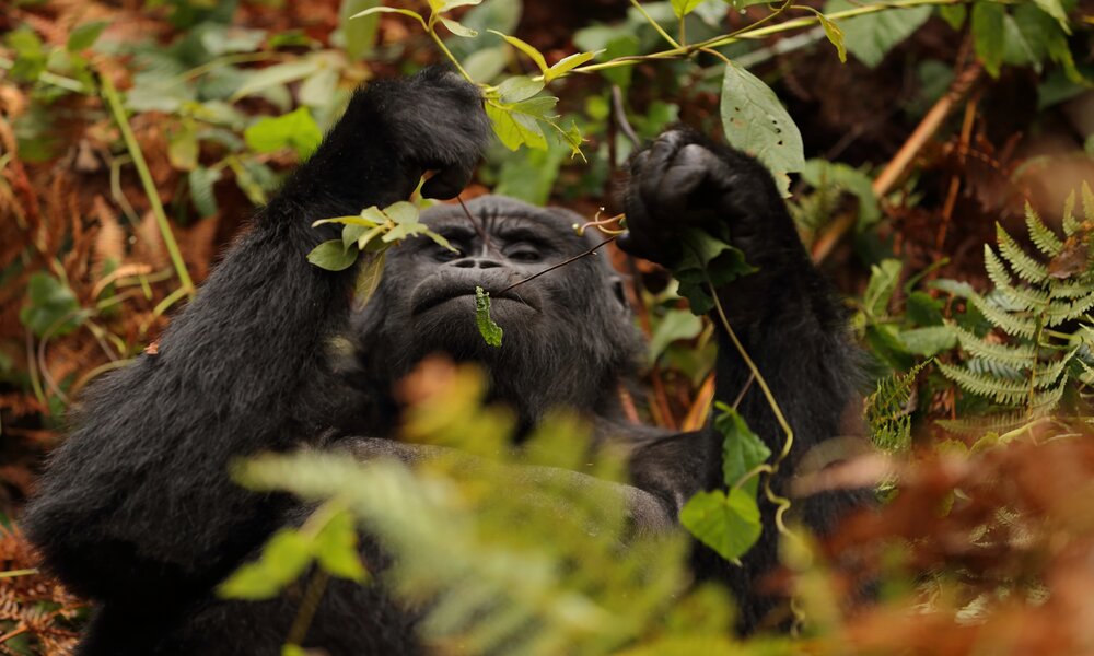 Primates Species Uganda
