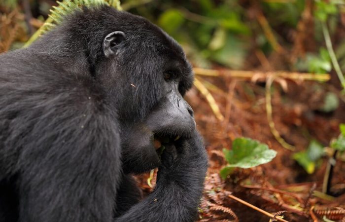 Gorilla Safaris Uganda Kenya