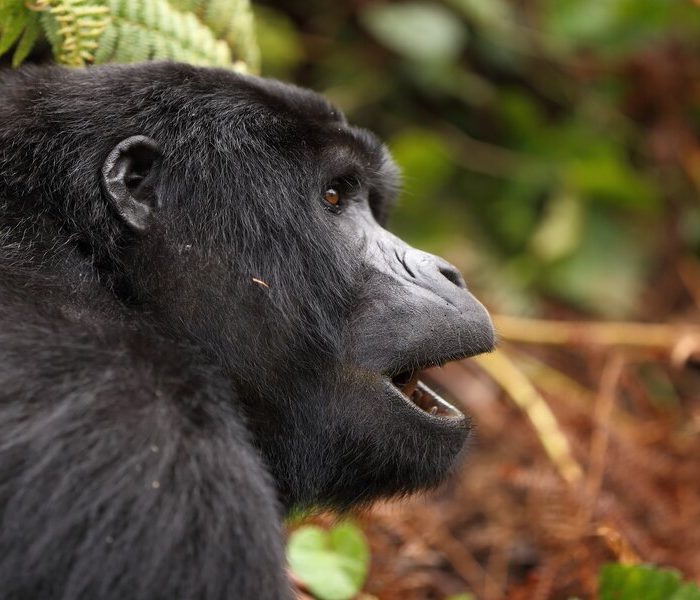 Gorilla Safaris Uganda Rwanda