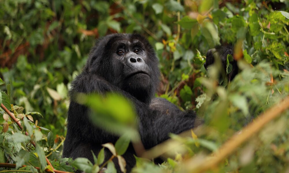 Go Gorilla Trekking Uganda