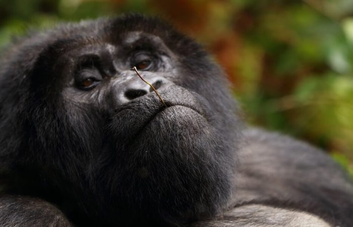 Gorilla Trek Uganda Bwindi