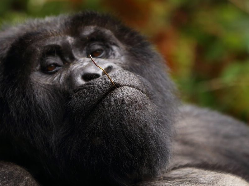 Gorilla Trek Uganda Bwindi