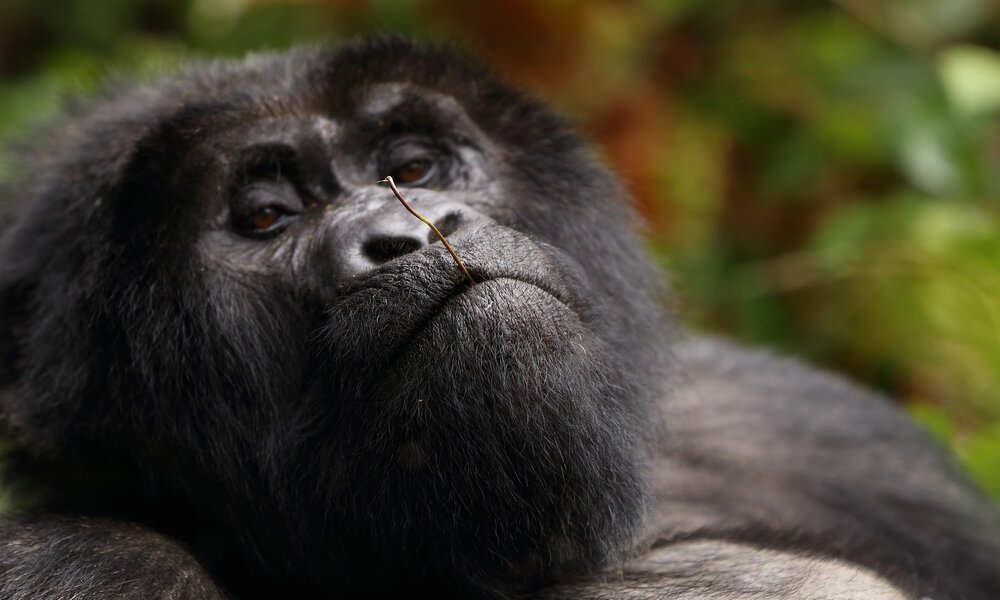 Gorilla Trek Uganda Bwindi