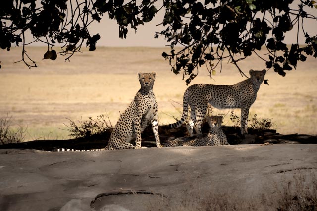 Cheetahs Safari in Tanzania