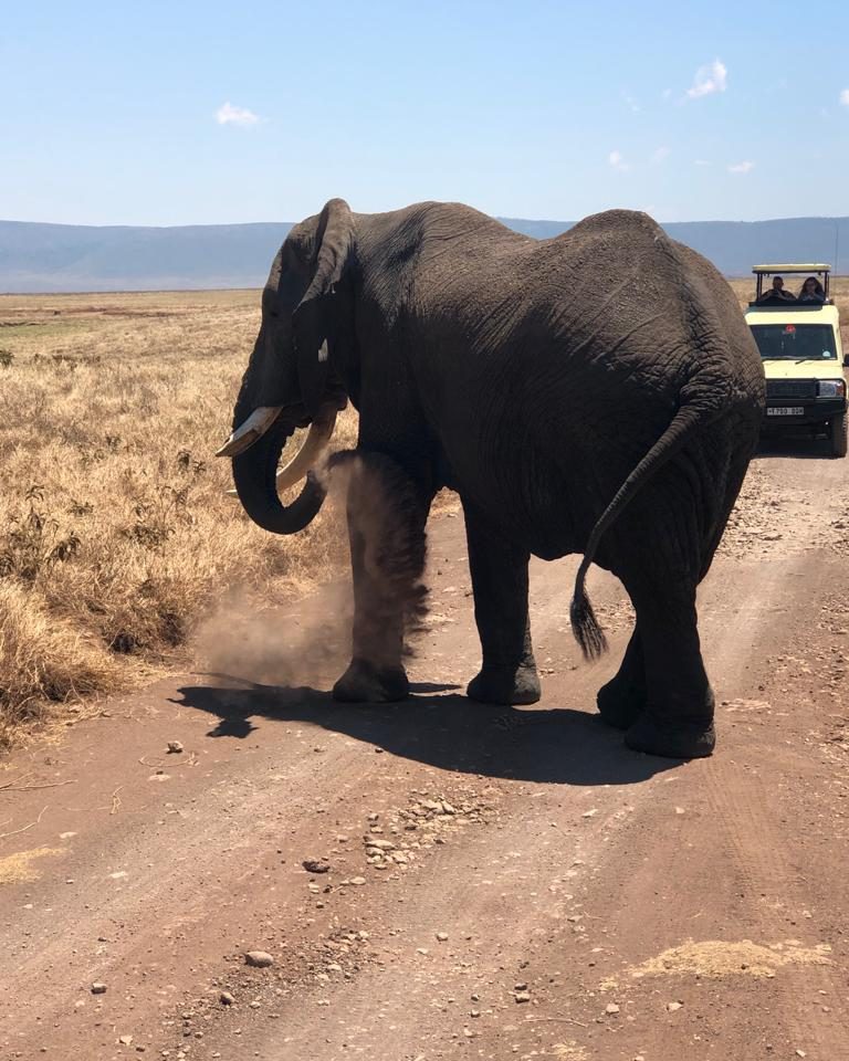 Safari Tour in Tanzania