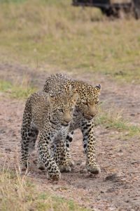 Leopards on Safari