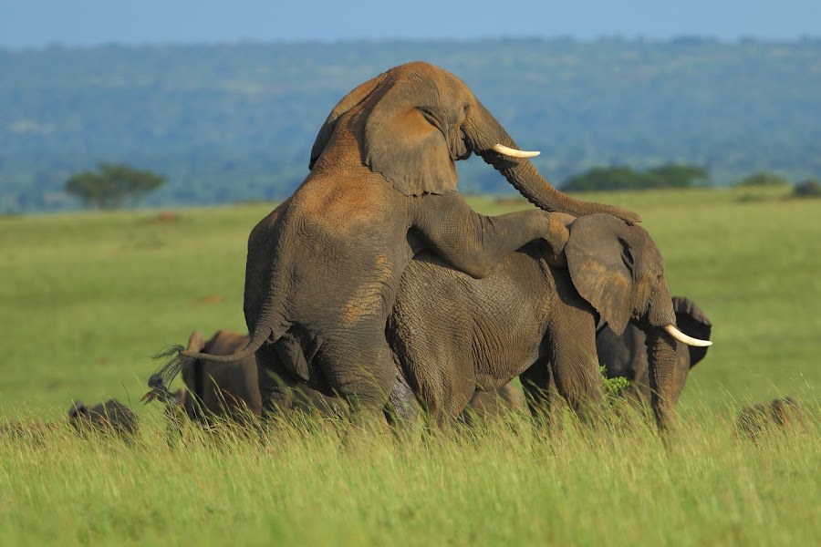 African Elephant Safaris Uganda