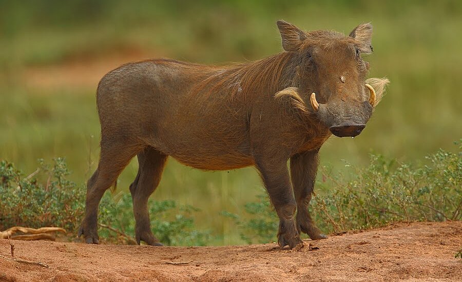 Wildlife Safaris Uganda