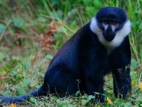 L'hoest Monkey Primate Species Uganda