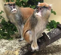 Pattas Monkey Primate Specie Uganda