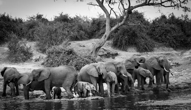 Elephant Safari Uganda