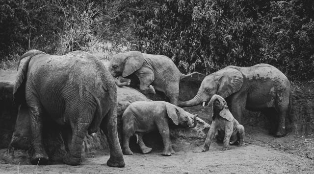 Wildlife Safaris East Africa