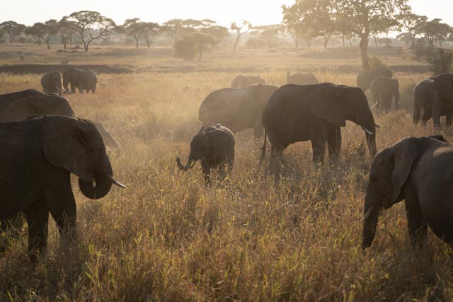 Wildlife Safari Uganda