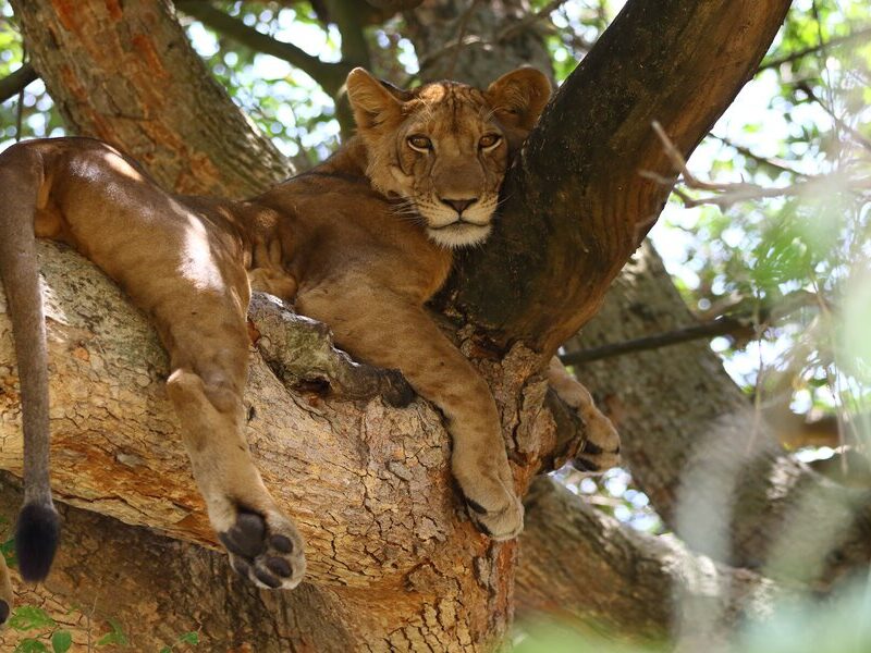 Tree Climbing Lions on Safari in Uganda