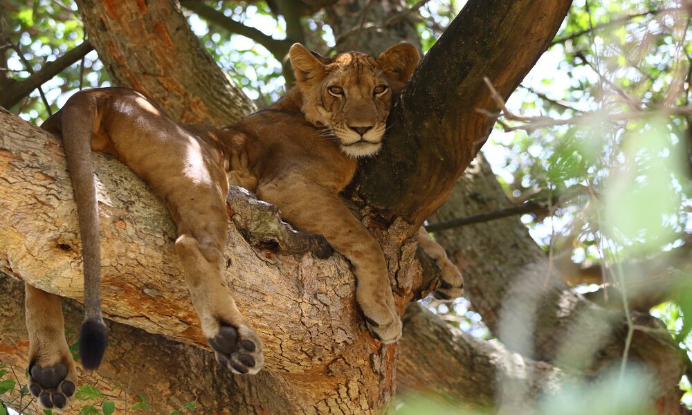 Tree Climbing Lions on Safari in Uganda