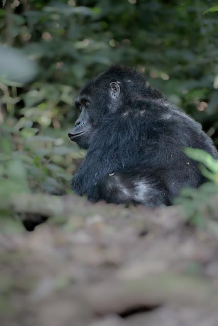 Chimpanzee &Gorilla Safari Uganda