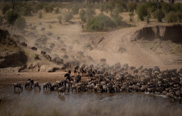 Migration Safari Tour Kenya