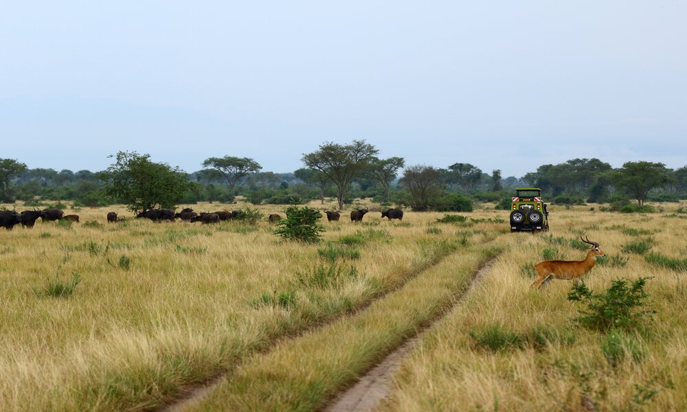 Game Drives on Uganda Safari