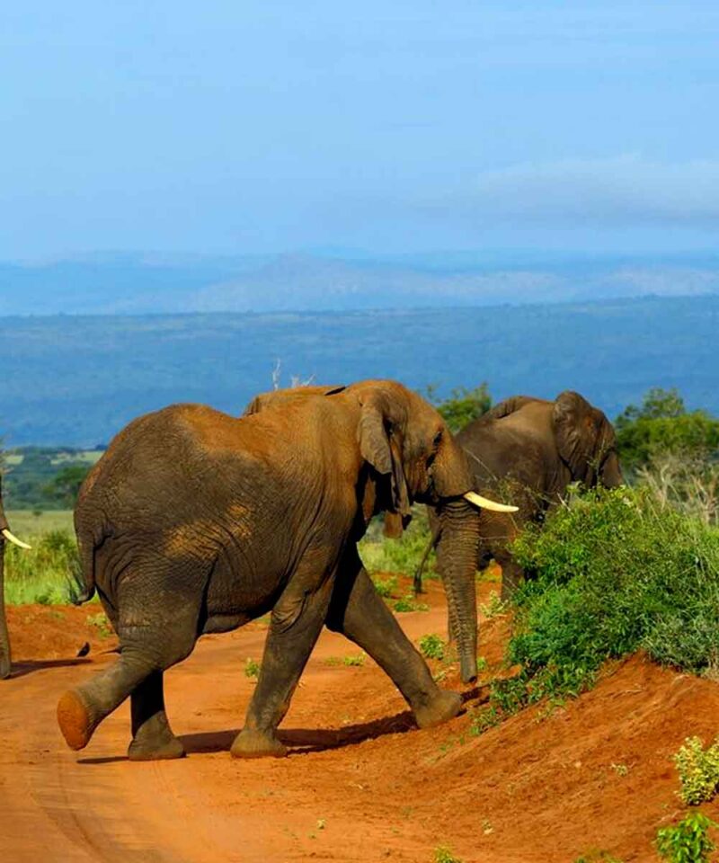 Elephants on Safari in Uganda