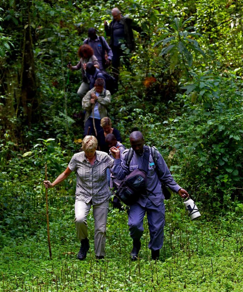 gorilla-trekking-in-bwindi