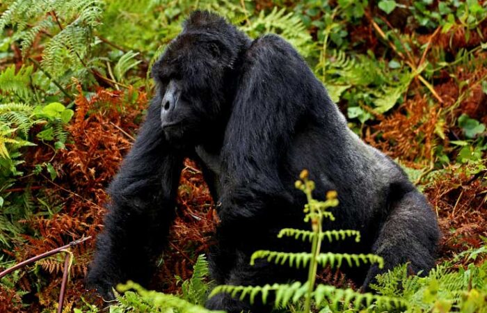 Rwanda Gorilla-Trekking-Safari