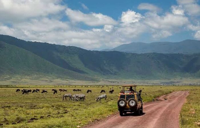Tanzania Wildlife Safari