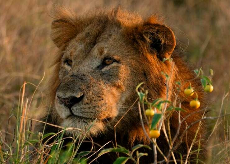 Lion on safari in Tanzania