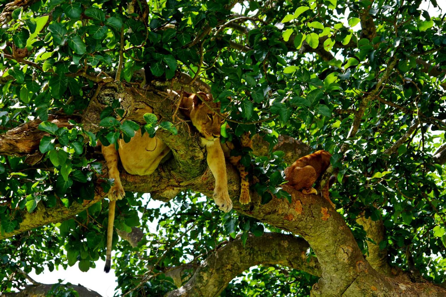 Tree Climbing Lions in Ishasha Queen Elizabeth Uganda