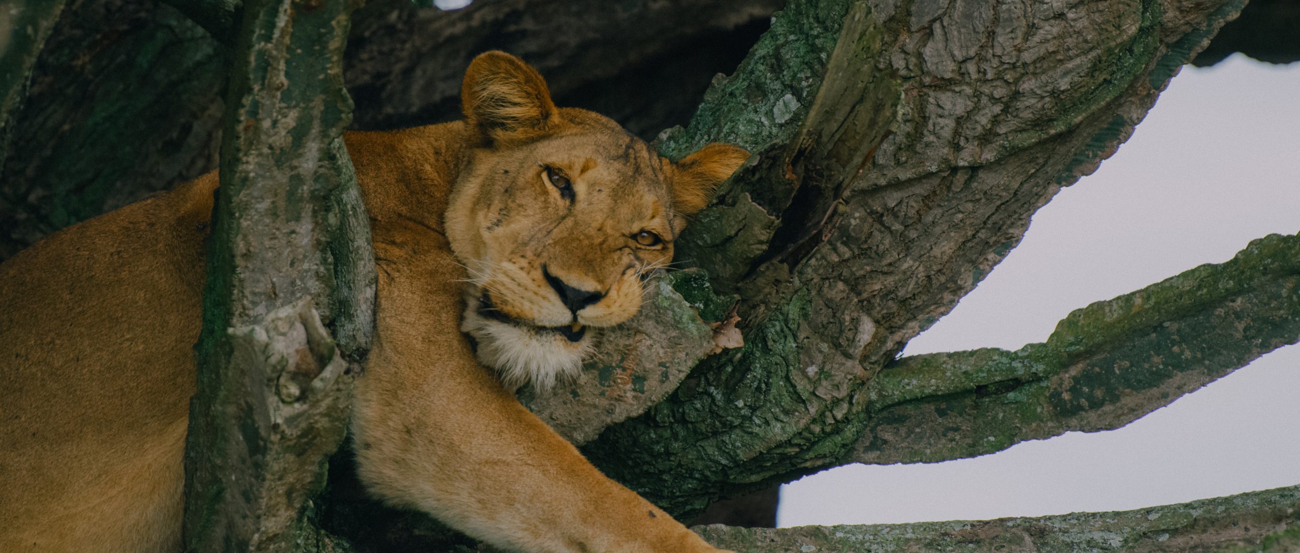 Tree Climbing Lion