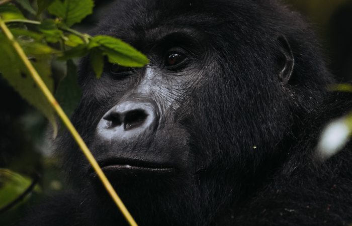 Gorilla in the Forest