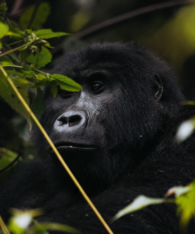 Gorilla in the Forest